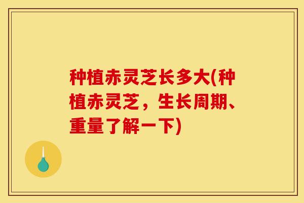 种植赤灵芝长多大(种植赤灵芝，生长周期、重量了解一下)