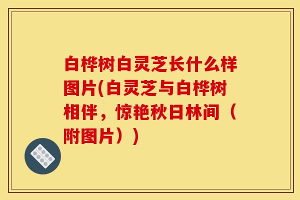 白桦树白灵芝长什么样图片(白灵芝与白桦树相伴，惊艳秋日林间（附图片）)
