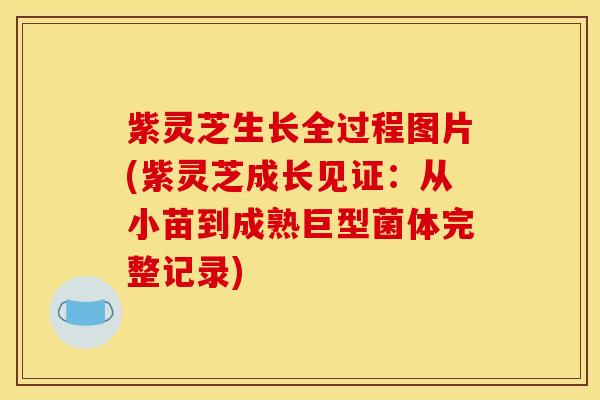 紫灵芝生长全过程图片(紫灵芝成长见证：从小苗到成熟巨型菌体完整记录)