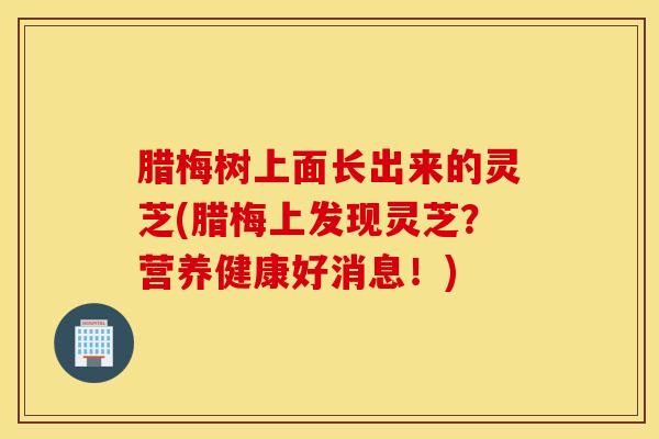 腊梅树上面长出来的灵芝(腊梅上发现灵芝？营养健康好消息！)