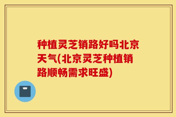 种植灵芝销路好吗北京天气(北京灵芝种植销路顺畅需求旺盛)