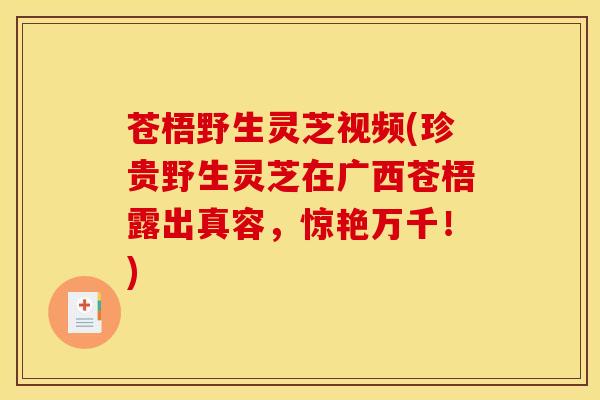 苍梧野生灵芝视频(珍贵野生灵芝在广西苍梧露出真容，惊艳万千！)