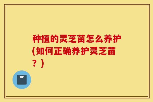 种植的灵芝苗怎么养护(如何正确养护灵芝苗？)
