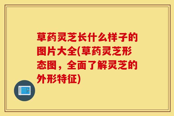 草药灵芝长什么样子的图片大全(草药灵芝形态图，全面了解灵芝的外形特征)
