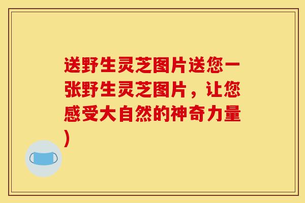 送野生灵芝图片送您一张野生灵芝图片，让您感受大自然的神奇力量)