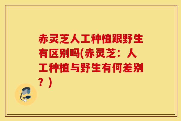 赤灵芝人工种植跟野生有区别吗(赤灵芝：人工种植与野生有何差别？)