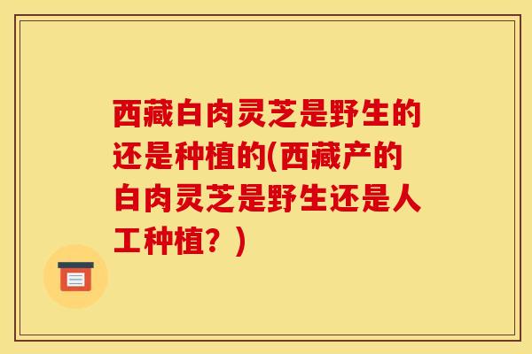 西藏白肉灵芝是野生的还是种植的(西藏产的白肉灵芝是野生还是人工种植？)