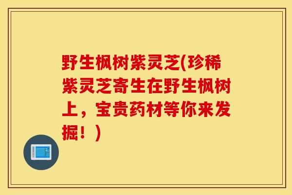 野生枫树紫灵芝(珍稀紫灵芝寄生在野生枫树上，宝贵药材等你来发掘！)