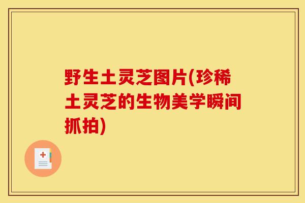 野生土灵芝图片(珍稀土灵芝的生物美学瞬间抓拍)