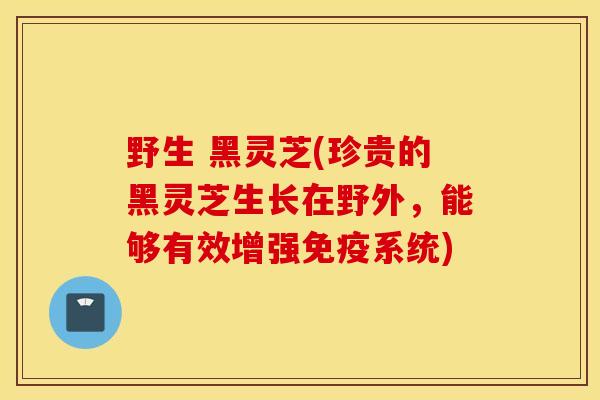 野生 黑灵芝(珍贵的黑灵芝生长在野外，能够有效增强免疫系统)