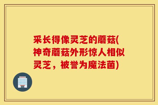 采长得像灵芝的蘑菇(神奇蘑菇外形惊人相似灵芝，被誉为魔法菌)
