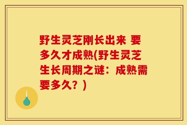 野生灵芝刚长出来 要多久才成熟(野生灵芝生长周期之谜：成熟需要多久？)