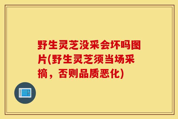 野生灵芝没采会坏吗图片(野生灵芝须当场采摘，否则品质恶化)