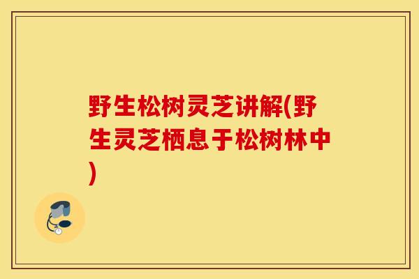 野生松树灵芝讲解(野生灵芝栖息于松树林中)