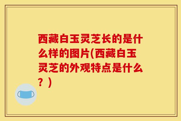 西藏白玉灵芝长的是什么样的图片(西藏白玉灵芝的外观特点是什么？)