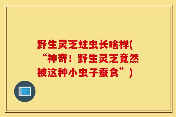 野生灵芝蛀虫长啥样(“神奇！野生灵芝竟然被这种小虫子蚕食”)