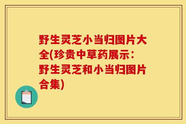 野生灵芝小当归图片大全(珍贵中草药展示：野生灵芝和小当归图片合集)