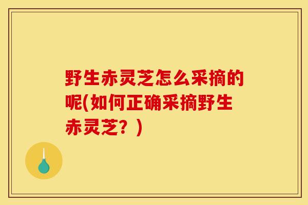 野生赤灵芝怎么采摘的呢(如何正确采摘野生赤灵芝？)