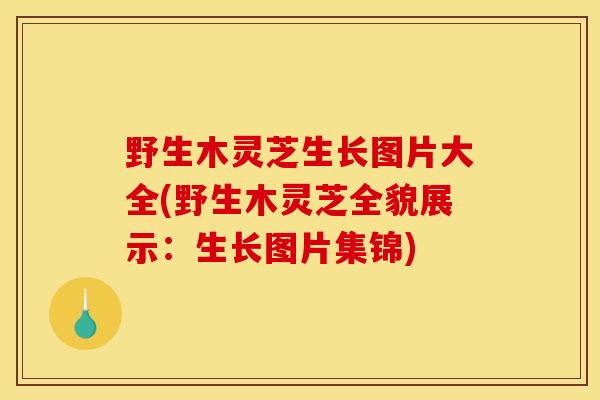 野生木灵芝生长图片大全(野生木灵芝全貌展示：生长图片集锦)
