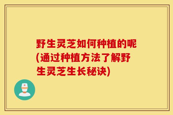 野生灵芝如何种植的呢(通过种植方法了解野生灵芝生长秘诀)