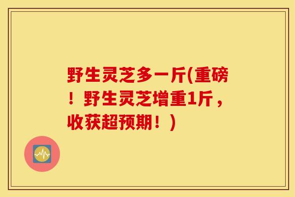 野生灵芝多一斤(重磅！野生灵芝增重1斤，收获超预期！)