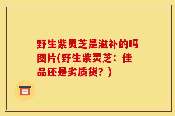野生紫灵芝是滋补的吗图片(野生紫灵芝：佳品还是劣质货？)
