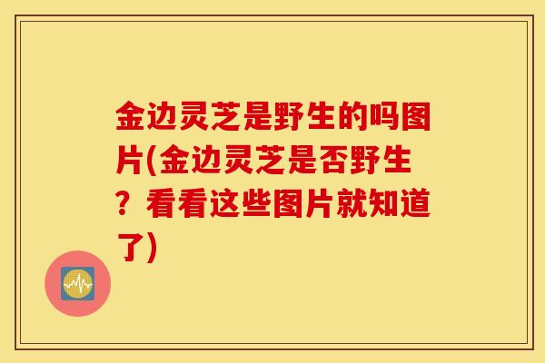 金边灵芝是野生的吗图片(金边灵芝是否野生？看看这些图片就知道了)