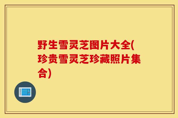 野生雪灵芝图片大全(珍贵雪灵芝珍藏照片集合)