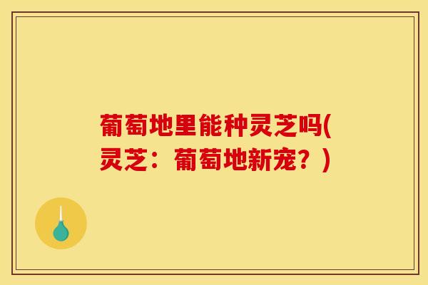 葡萄地里能种灵芝吗(灵芝：葡萄地新宠？)