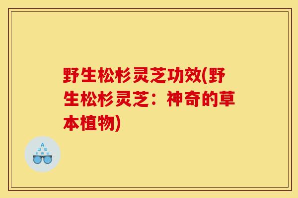 野生松杉灵芝功效(野生松杉灵芝：神奇的草本植物)