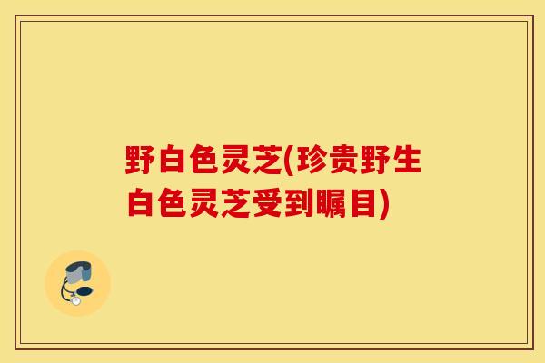 野白色灵芝(珍贵野生白色灵芝受到瞩目)