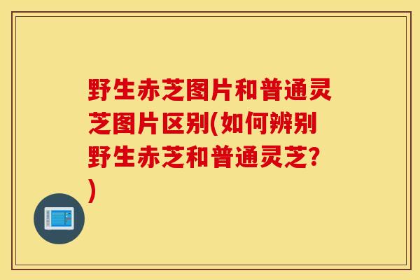 野生赤芝图片和普通灵芝图片区别(如何辨别野生赤芝和普通灵芝？)