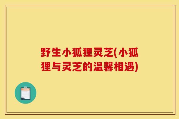 野生小狐狸灵芝(小狐狸与灵芝的温馨相遇)