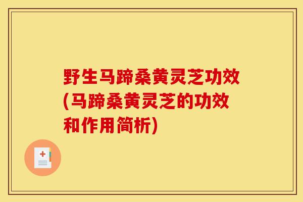 野生马蹄桑黄灵芝功效(马蹄桑黄灵芝的功效和作用简析)