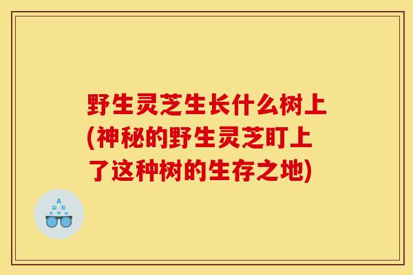 野生灵芝生长什么树上(神秘的野生灵芝盯上了这种树的生存之地)