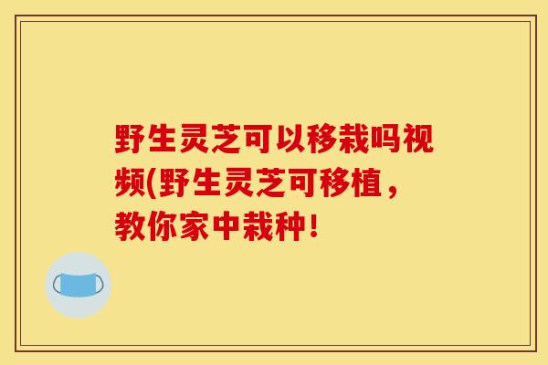 野生灵芝可以移栽吗视频(野生灵芝可移植，教你家中栽种！