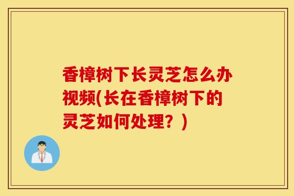 香樟树下长灵芝怎么办视频(长在香樟树下的灵芝如何处理？)