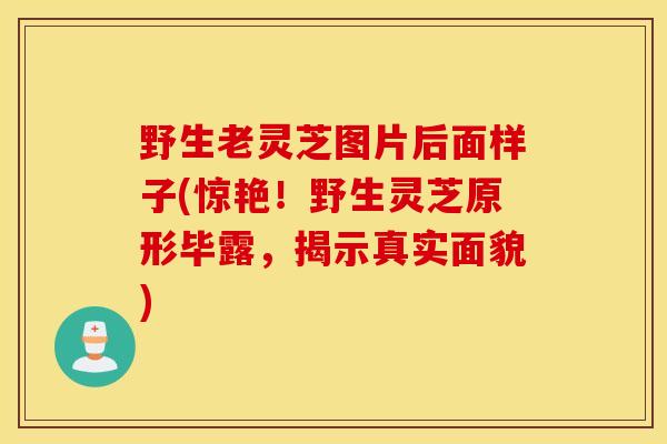 野生老灵芝图片后面样子(惊艳！野生灵芝原形毕露，揭示真实面貌)