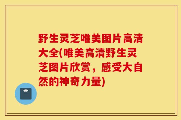野生灵芝唯美图片高清大全(唯美高清野生灵芝图片欣赏，感受大自然的神奇力量)