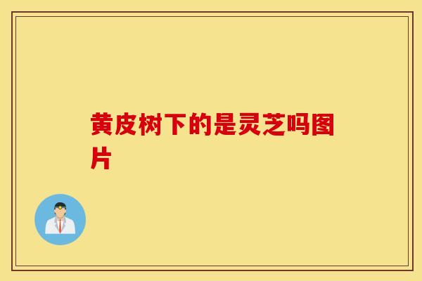 黄皮树下的是灵芝吗图片