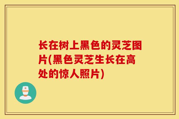 长在树上黑色的灵芝图片(黑色灵芝生长在高处的惊人照片)