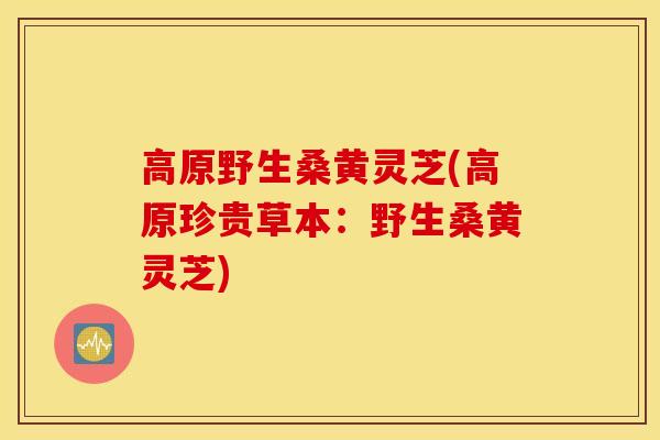 高原野生桑黄灵芝(高原珍贵草本：野生桑黄灵芝)