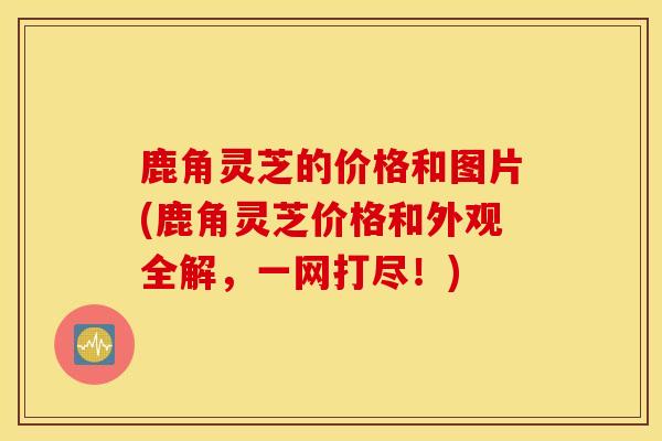 鹿角灵芝的价格和图片(鹿角灵芝价格和外观全解，一网打尽！)
