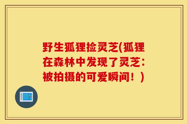 野生狐狸捡灵芝(狐狸在森林中发现了灵芝：被拍摄的可爱瞬间！)