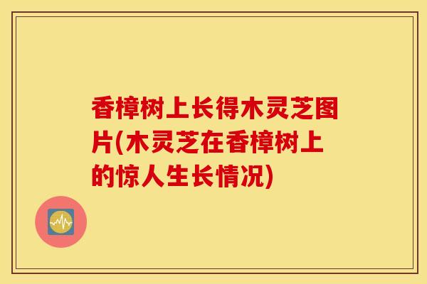 香樟树上长得木灵芝图片(木灵芝在香樟树上的惊人生长情况)