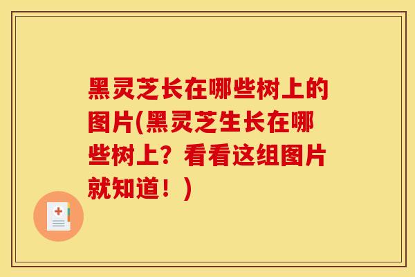 黑灵芝长在哪些树上的图片(黑灵芝生长在哪些树上？看看这组图片就知道！)