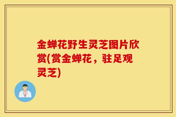 金蝉花野生灵芝图片欣赏(赏金蝉花，驻足观灵芝)