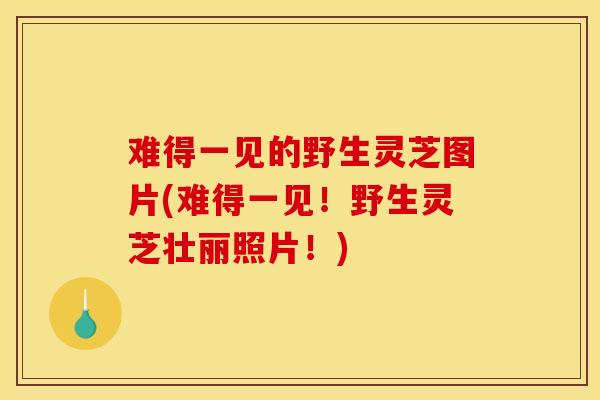 难得一见的野生灵芝图片(难得一见！野生灵芝壮丽照片！)