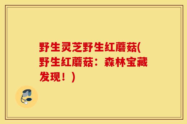 野生灵芝野生红蘑菇(野生红蘑菇：森林宝藏发现！)