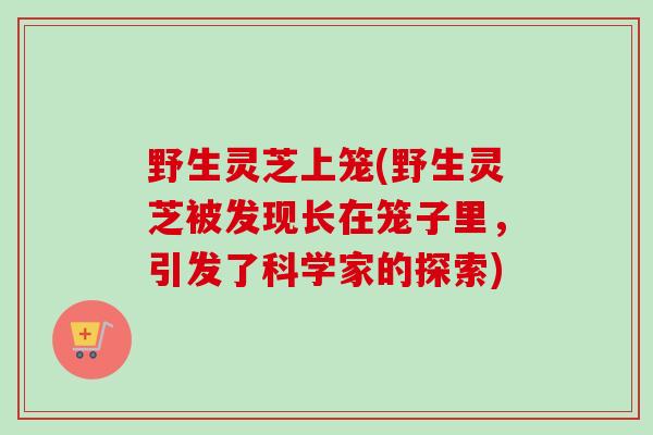 野生灵芝上笼(野生灵芝被发现长在笼子里，引发了科学家的探索)